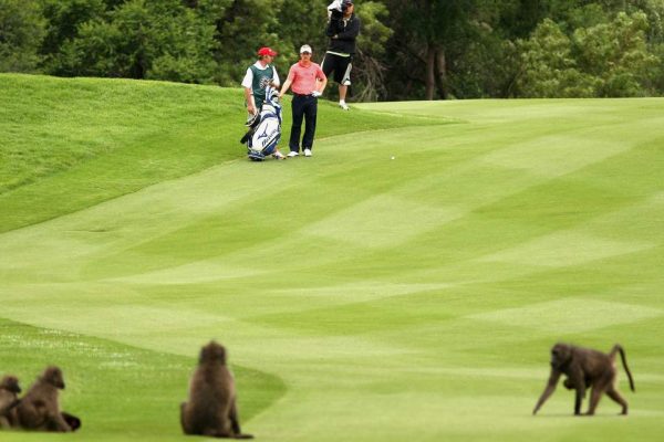 Kenya Golf Safari Itinerary
