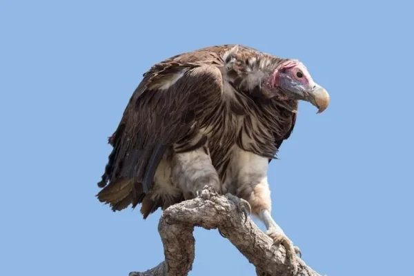 Lappet-faced vulture (Torgos tracheliotos)