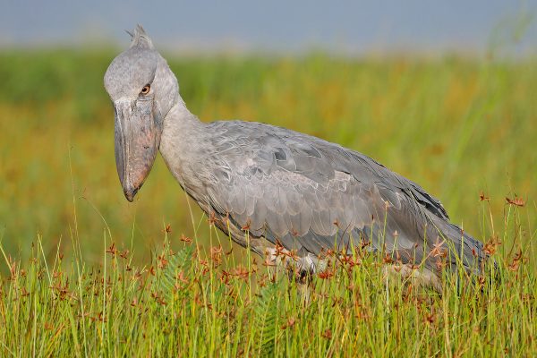 Long Uganda Birding Safaris