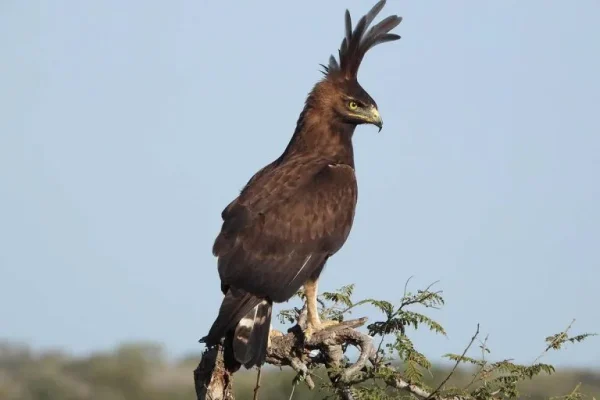 Long-crested eagle (Lophaettus ecudatus)