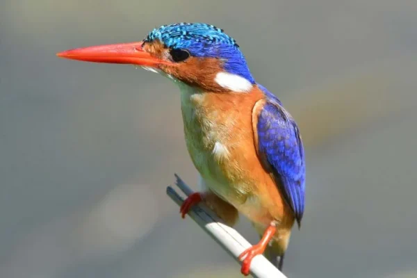 Malachite kingfisher (Alcedo cristata)