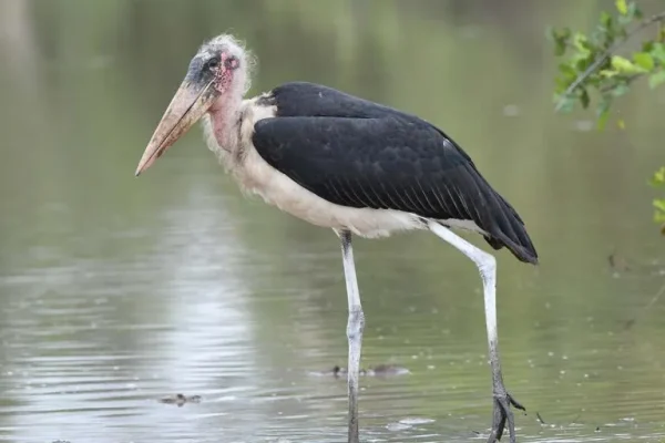 Marabou stork (Leptoptilos crumenferus):
