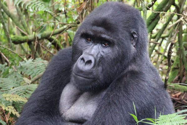 Mount Kilimanjaro And Mountain Gorillas