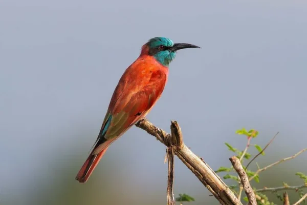 Northern carmine bee-eater (Merops nubicus):