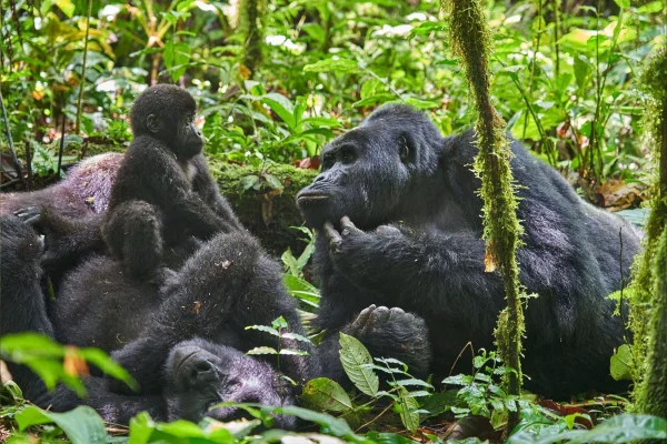 Nyungwe, Lake Kivu and Volcanoes