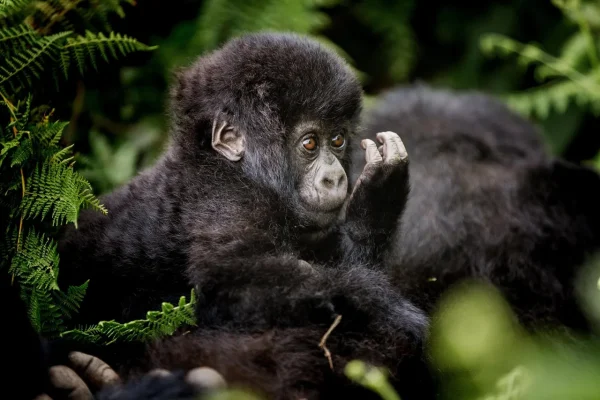 Odzala Gorilla Trekking And Wildlife Safari