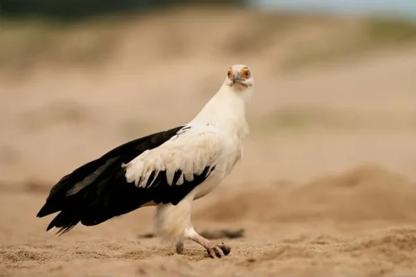 Palmnut vulture (Gypohierax angolensis)