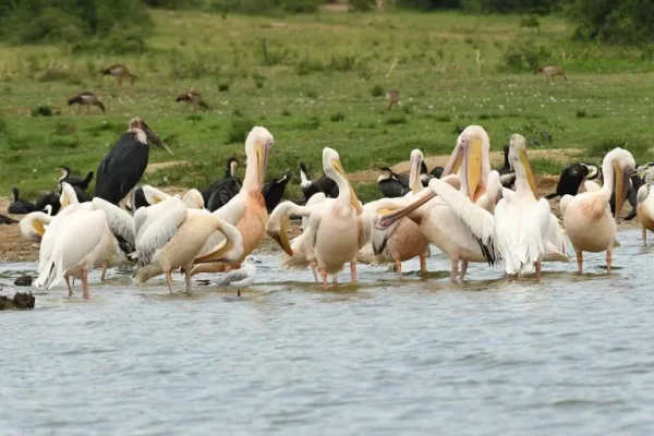 Pelicans (Pelecanus spp)