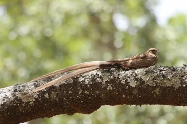 Pennant/Standard-winged nightjars (Macrodipteryx spp):