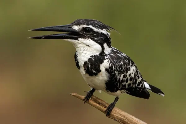 Pied kingfisher (Ceryle rudis):
