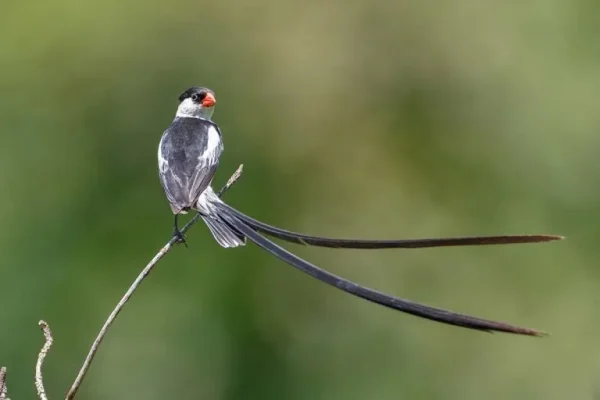 Pin-tailed whydah (Vidua macroura)