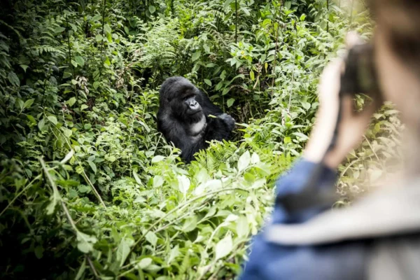 Private Gorilla Trekking Rwanda