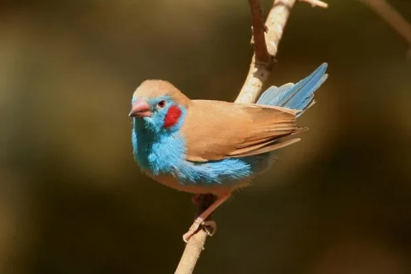 Red-cheeked cordon-bleu (Llraeginthus bengalus)