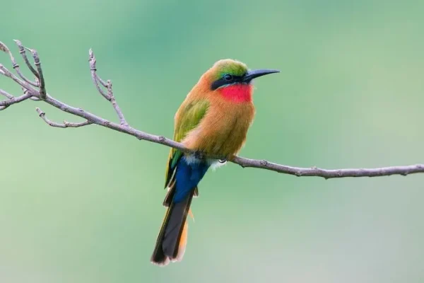 Red-throated bee-eater (Merops bulocki):