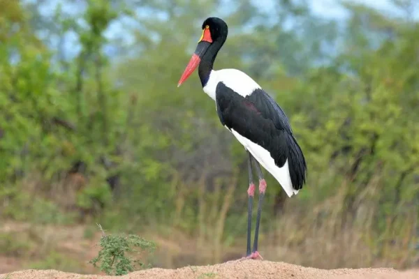 Saddle-billed stork (Ephippiorhynchus senegalensis)