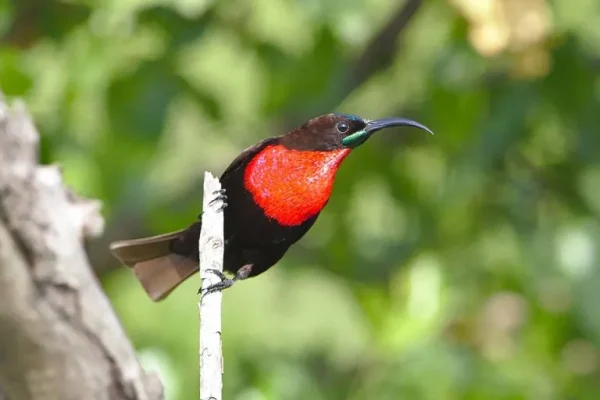 Scarlet-chested sunbird (Chalcomitra senegalensis)
