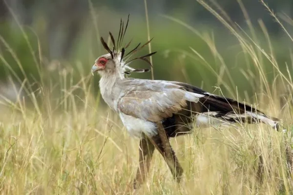 Secretary bird (Sagittarius serpentarius)