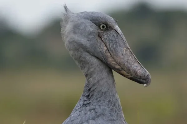 Shoebill (Balaeniceps rex)