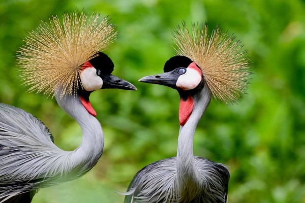 Short Uganda birding safaris