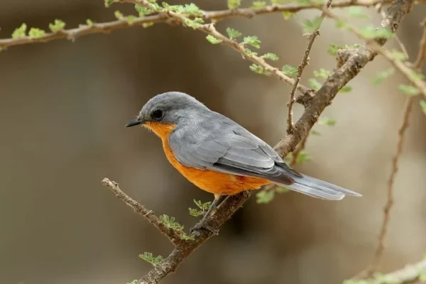 Silverbird (Empidornis semipartitus):