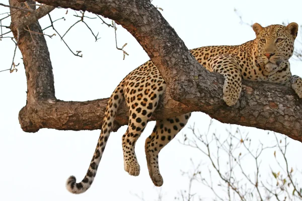 Southern Africa Safaris