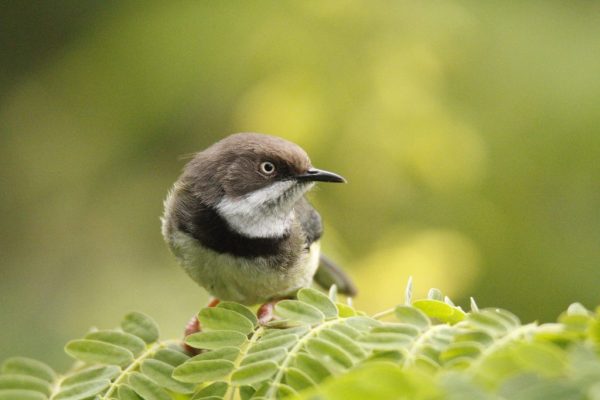 Southern Tanzania Birding