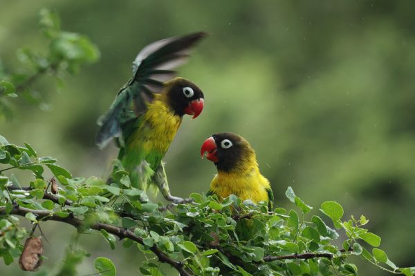 Tanzania's Birding Destinations