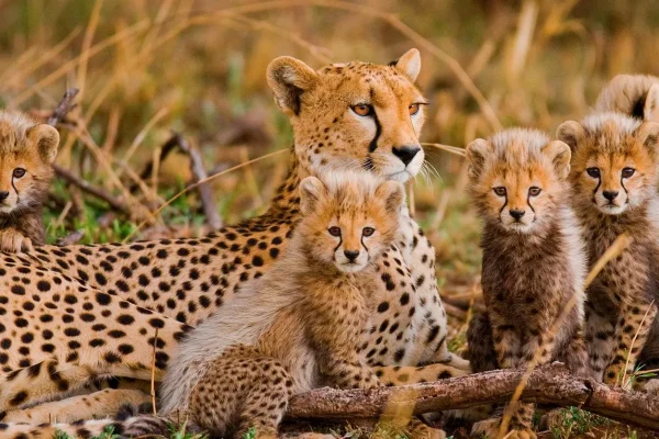 Tarangire, Ngorongoro Serengeti safari Tarangire, Ngorongoro Serengeti safari