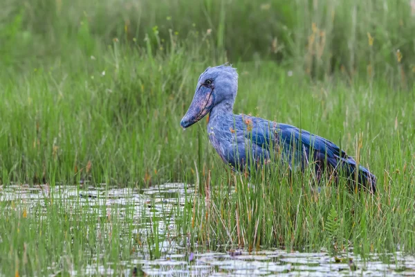 The Prefect Uganda Birding And Gorilla Trekking Itinerary