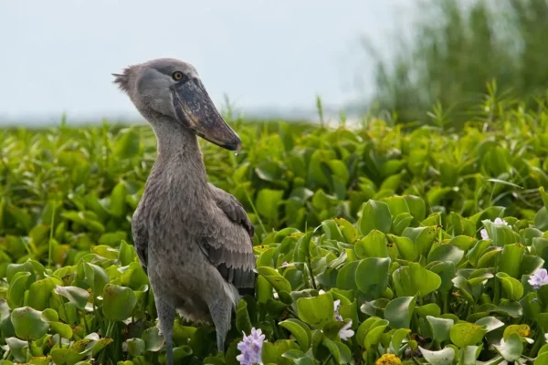 Uganda Birding Destinations