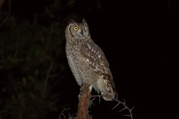 Verreaux’s eagle-owl (Bubo lacteus)