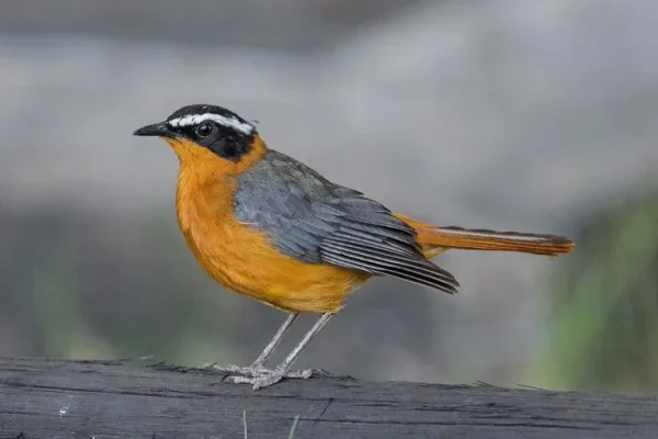 White-browed robin-chat (Cossypha heuglini)
