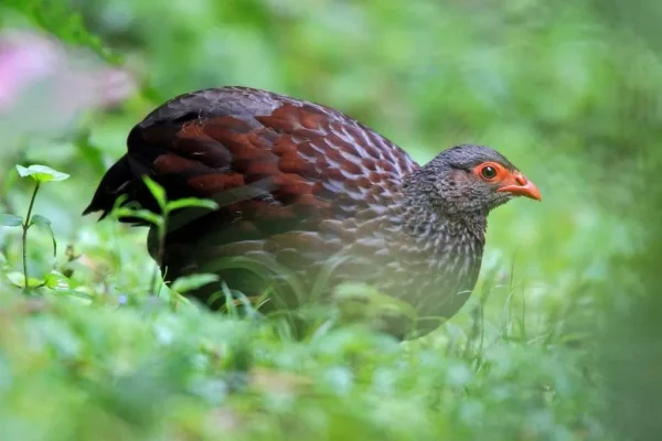Albertine Rift Endemic Birds