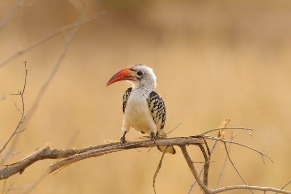 Birding in Tanzania