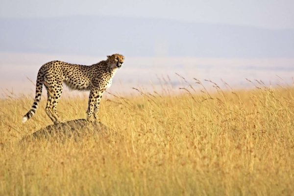 Kenya and Tanzania safaris