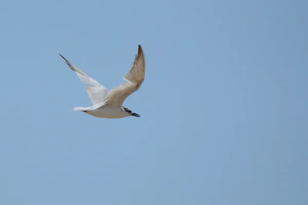 Pemba Island Endemics