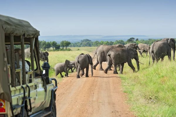 Uganda Wildlife Safaris
