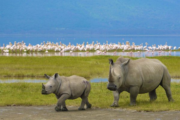 10 Day Tanzania Itinerary-Northern Safari