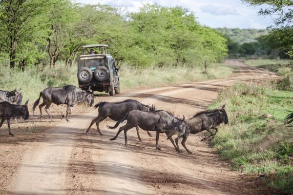 4 Days Tanzania Camping Safari
