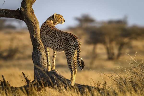 7 Days Tanzania Wildlife Safari