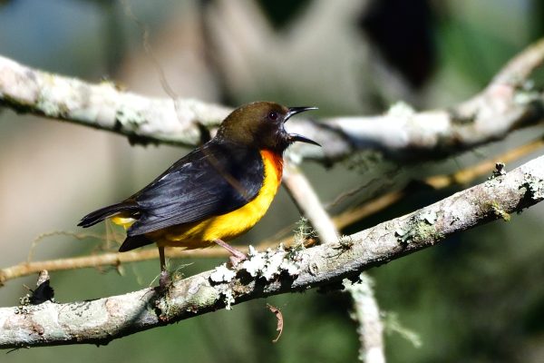 Usambara Endemics Birding