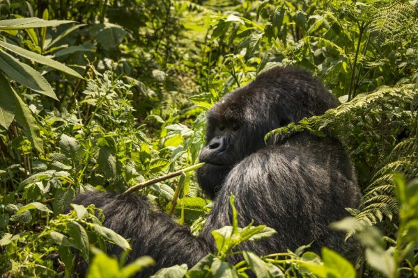 2 Weeks Uganda And Rwanda