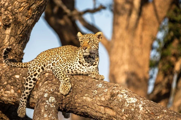 Sabi Sands Safari and Seychelles Sabi Sands Safari and Seychelles