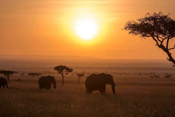 Tanzania vs Kenya Safari Tanzania vs Kenya Safari