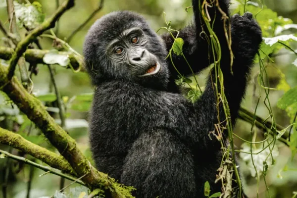 Uganda Culture And Gorilla Safari