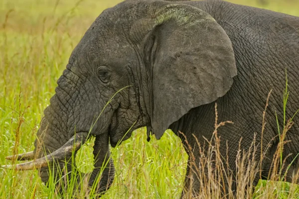 Uganda Solo Safaris Uganda Solo Safari