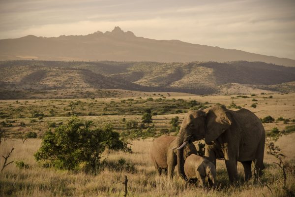 The Ultimate Kenyan Safari
