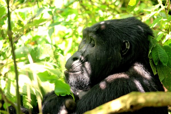Gorillas, Chimps, Serengeti and Ngorongoro Crater