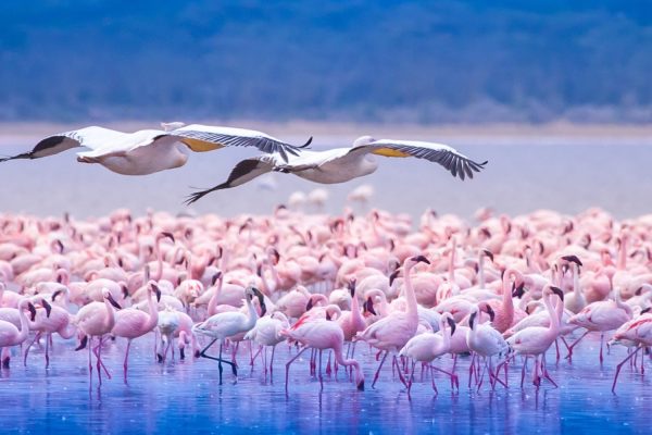 4-Day Lake Nakuru Masai Mara Safari 4-Day Lake Nakuru Masai Mara Safari