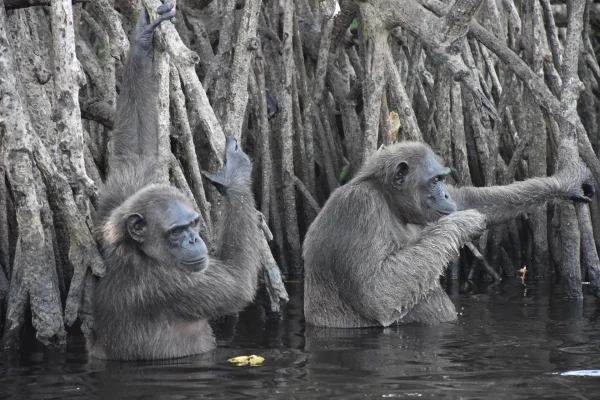 Congo Highlights Tour